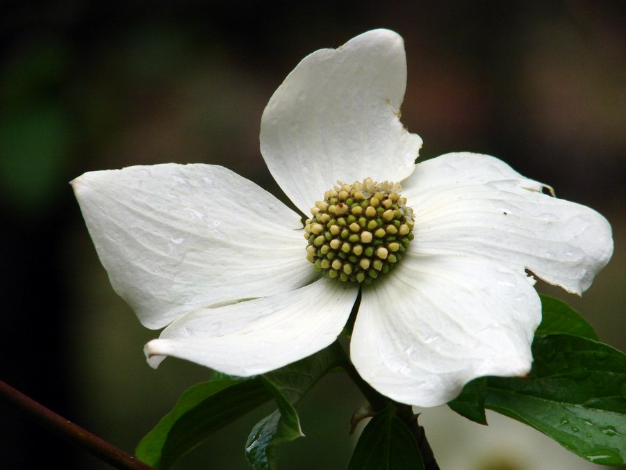 FLORE (14).JPG